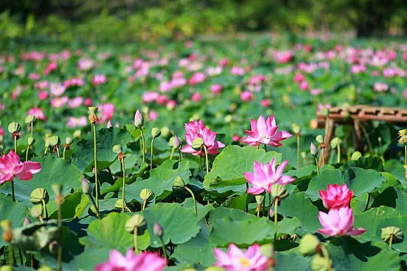 Thuê Xe Đi Đồng Tháp 