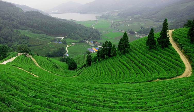 doi che tan cuong