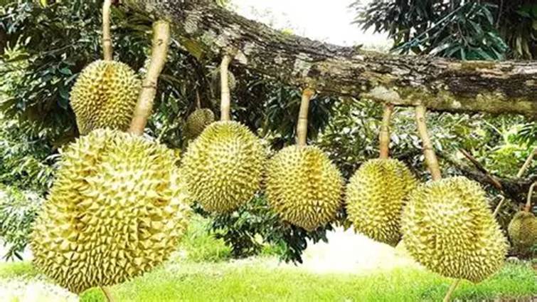 sau rieng