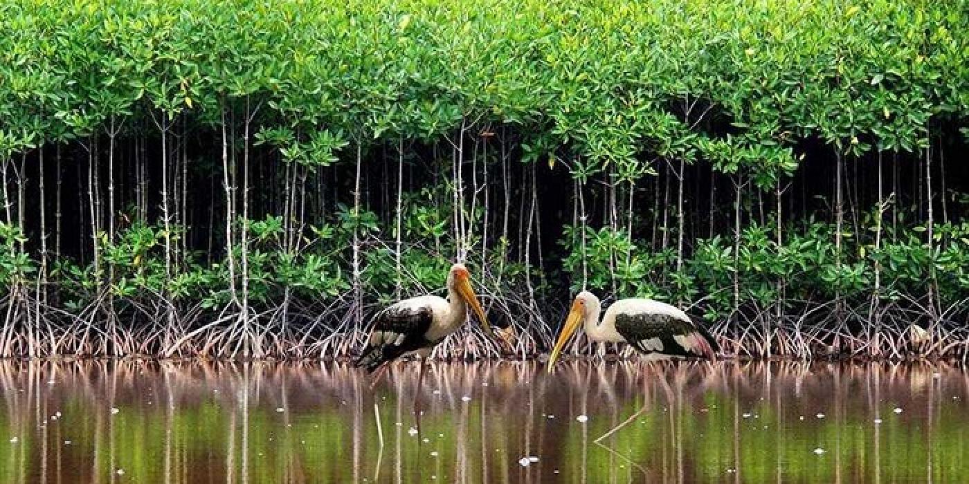 U Minh Hạ Cà Mau – Hành trình khám phá miền xanh huyền bí
